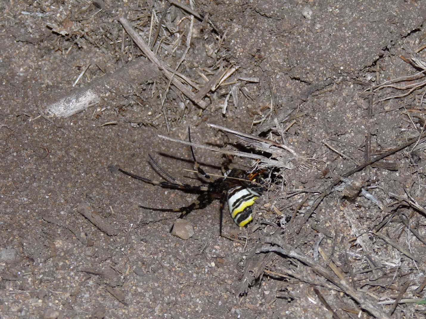 Batozonellus lacerticida con Argiope bruennichi